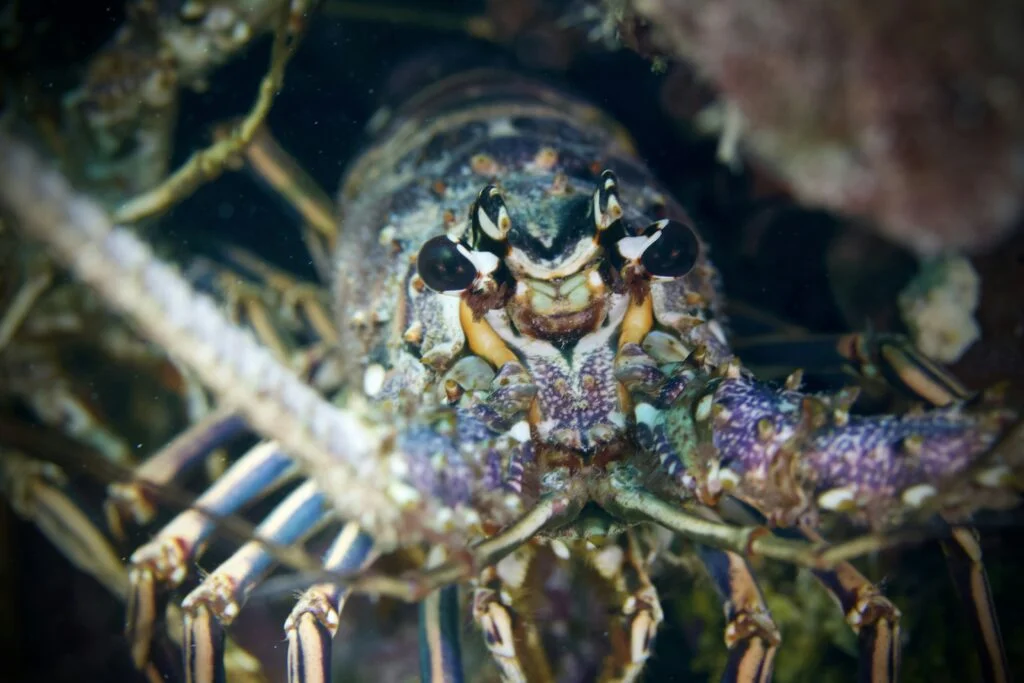Should I Have Lobster Holders For Grilling Lobster Tails? Should I Have Lobster Holders For Grilling Lobster Tails?