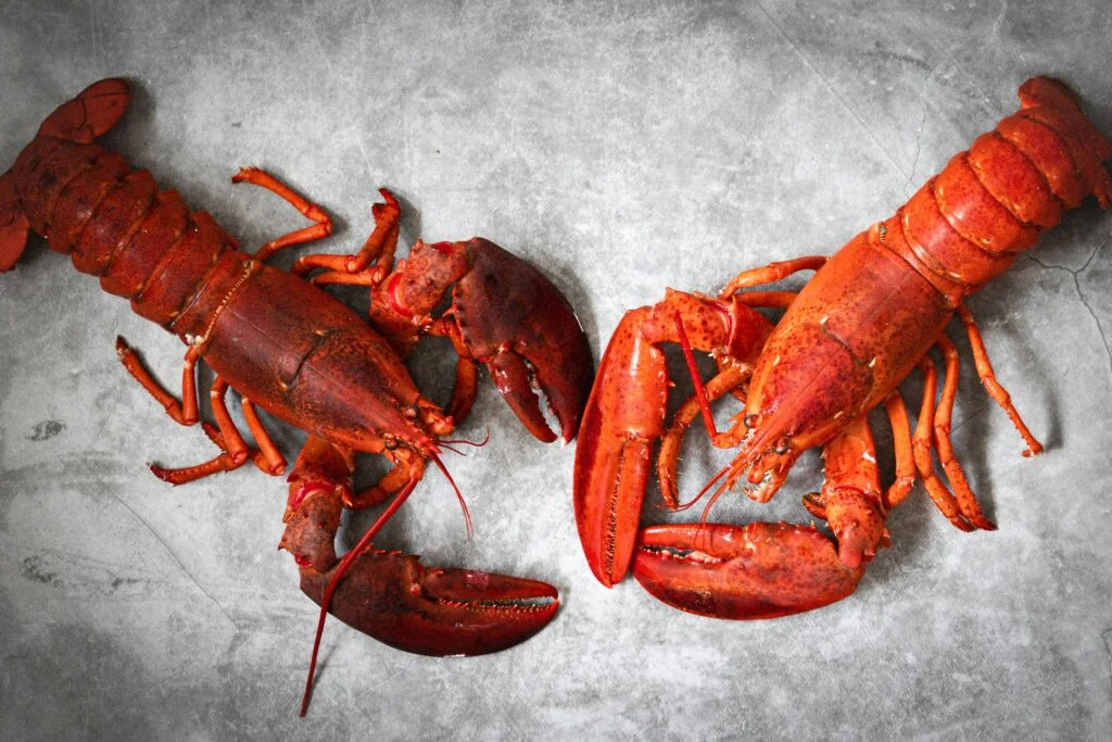 Should I Have Lobster Holders For Grilling Lobster Tails? Should I Have Lobster Holders For Grilling Lobster Tails?